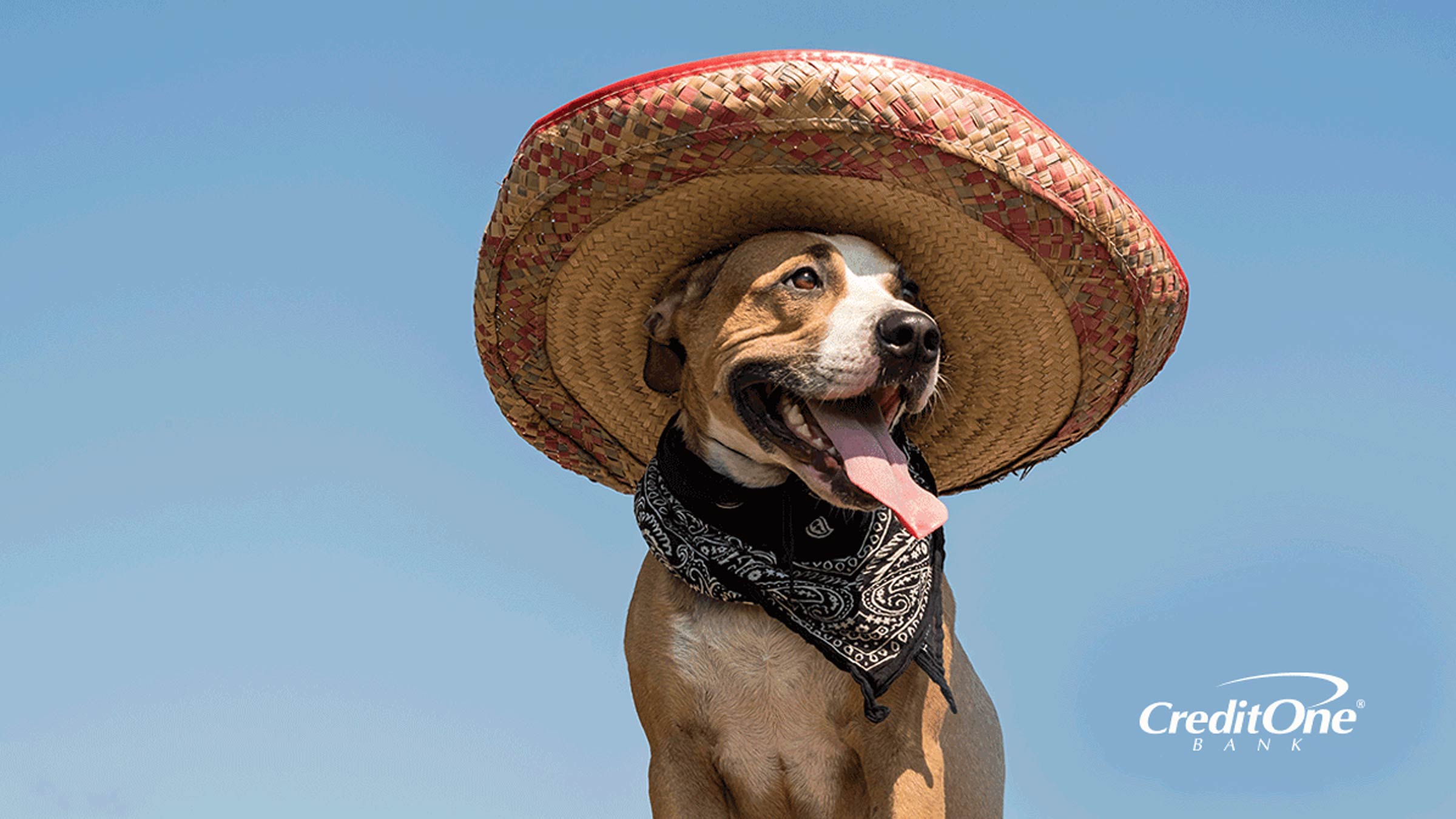 A dog wearing a bandana around its neck and a sombrero