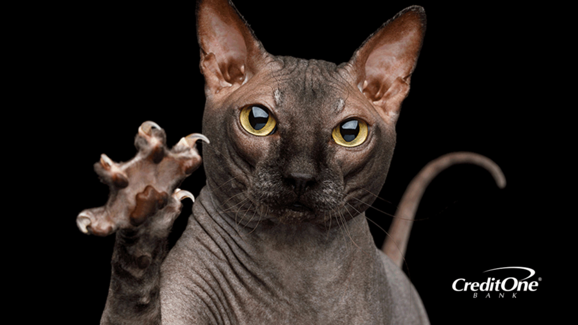 A sphinx cat showing it's claws